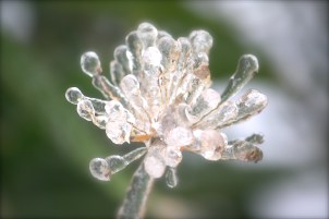 Chive blossom covered in ice