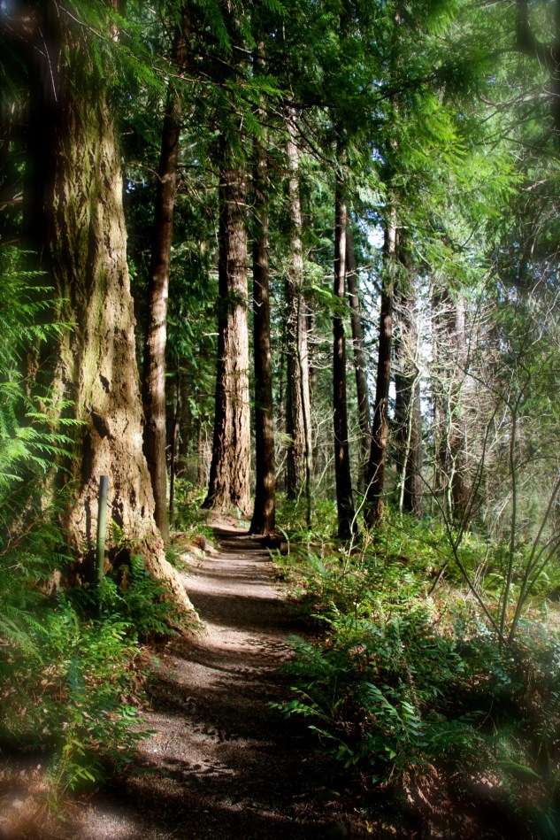 Morning in the woodlands