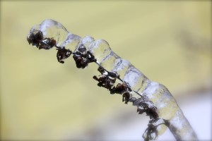 Ice covered plant