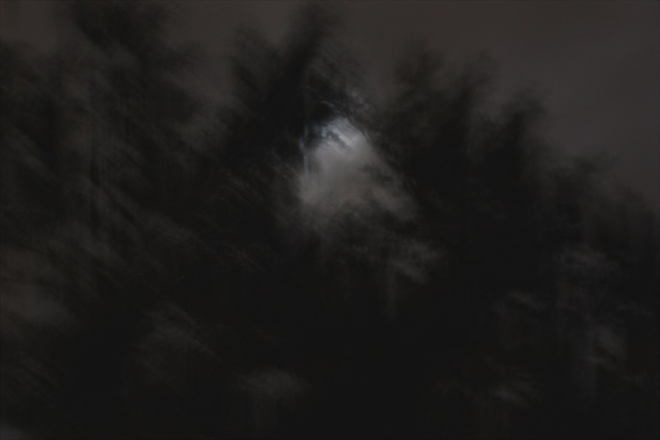 Moonlit night in the woods