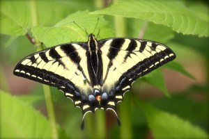 Backyard birds etc. 006