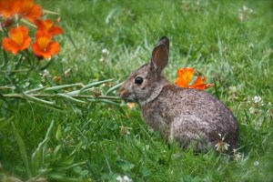 Backyard birds etc. 033