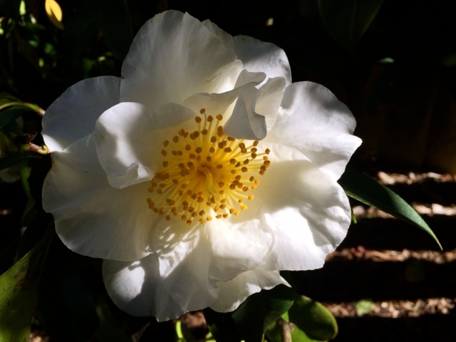 White Wave Camellia 