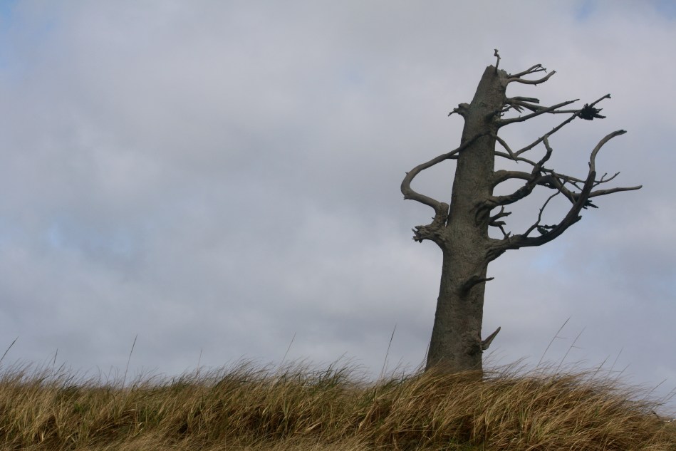 Along the Discovery Trail