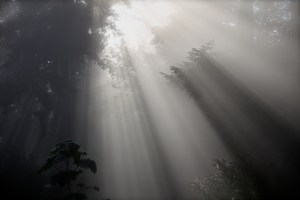 Summer 09 backyard 111