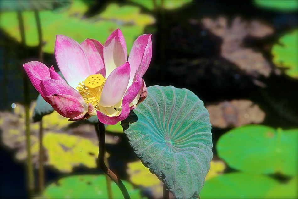 Lotus flower pond, Ubud, Bali.
