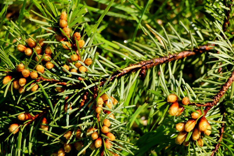 Beginnings of pine cones?
