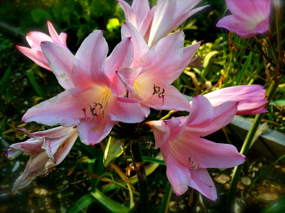 Naked Ladies blooming in my garden!